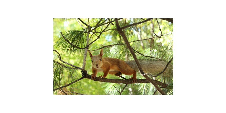 Hayvanların Renkli Dünyası