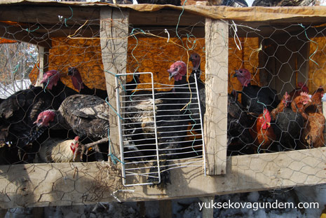 Hindi Satarak Geçimini Sağlıyor 8