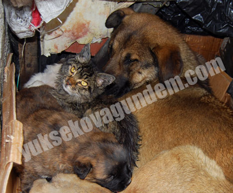 Buda Kedi Köpek Ailesi 3