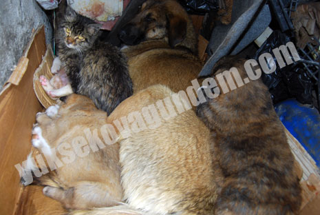 Buda Kedi Köpek Ailesi 4