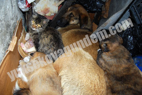 Buda Kedi Köpek Ailesi 5