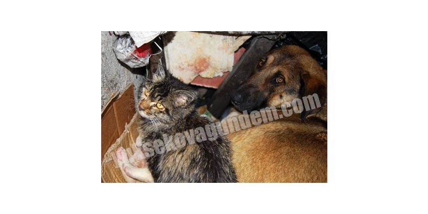 Buda Kedi Köpek Ailesi