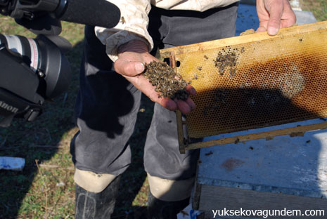 500 Kovan Bal Arısı Telef Oldu 6