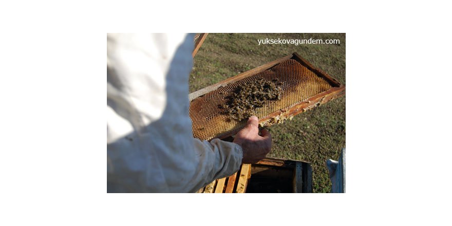 500 Kovan Bal Arısı Telef Oldu