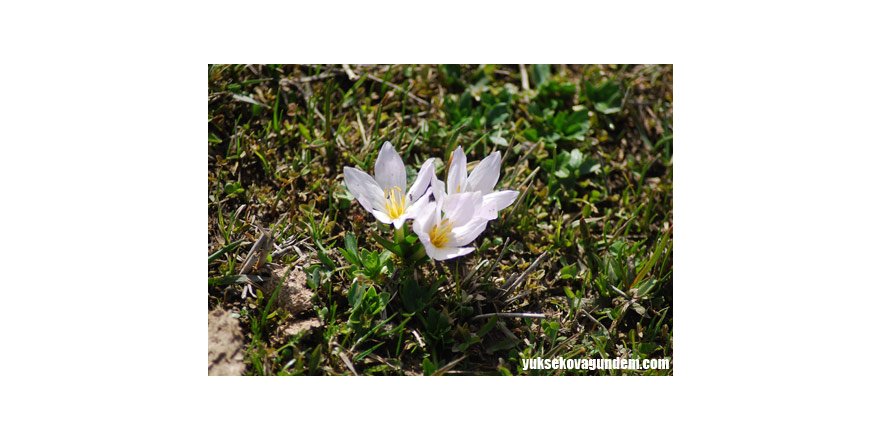 Baharın Müjdecisi Kardelen Çiçekleri