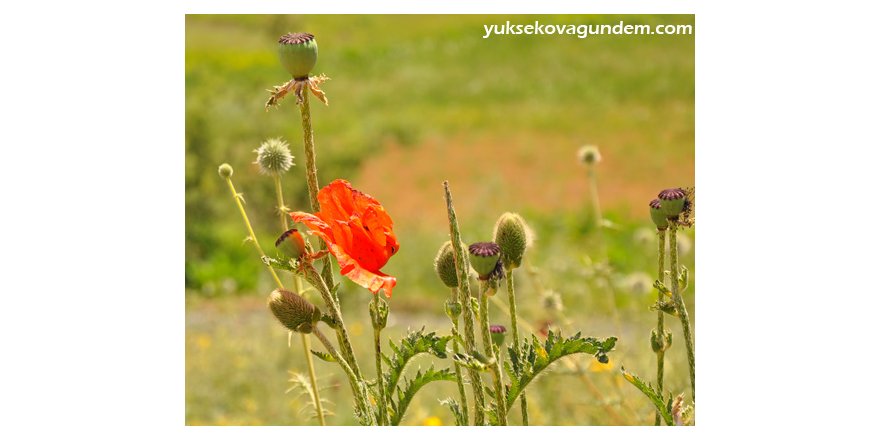 Yüksekova'da Kartpostallık Manzaralar