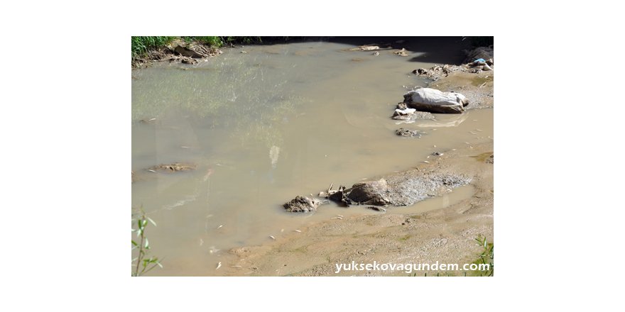 Binlerce Balık Oksijensiz Kalarak Öldü