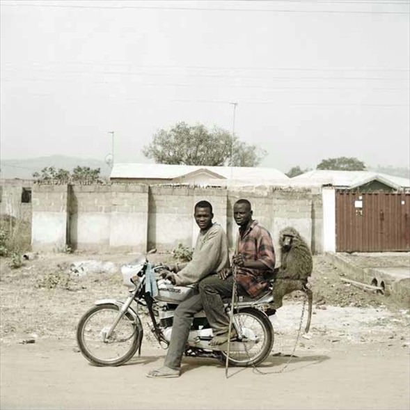 Afrika'nın evcil hayvanları! 5