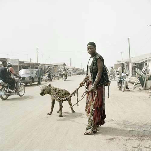 Afrika'nın evcil hayvanları! 6