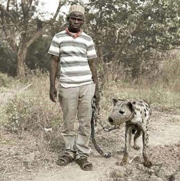 Afrika'nın evcil hayvanları! 8