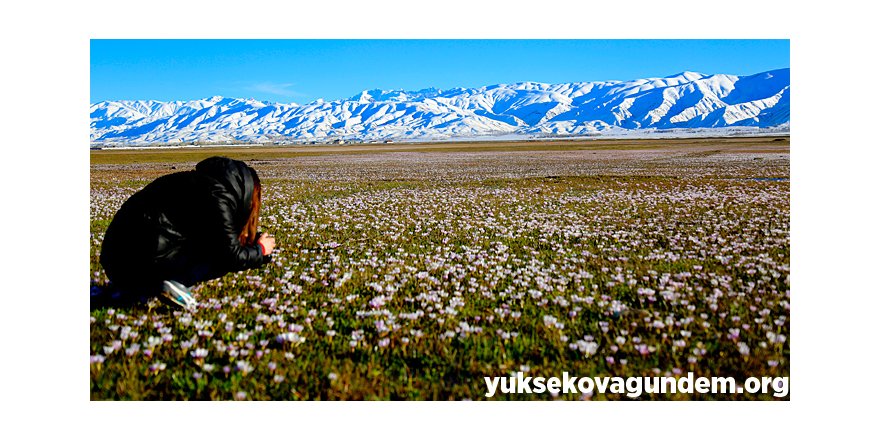 Yüksekova'da 'Baharın müjdecisi' kardelen ve çiğdemler çi