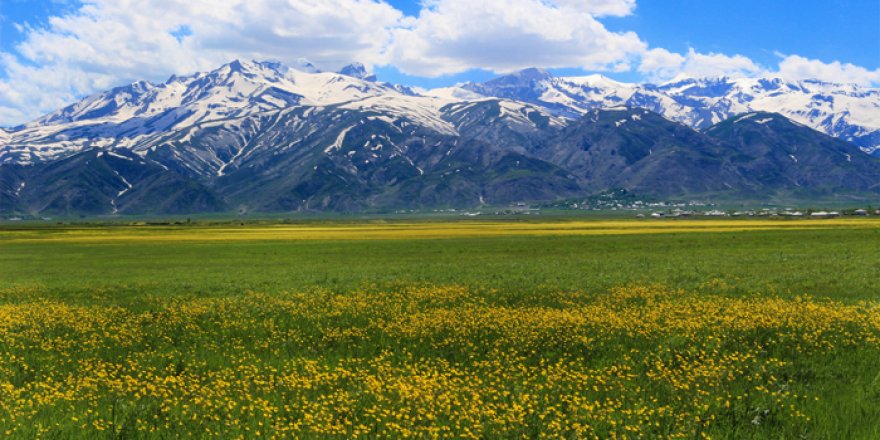 Yüksekova ovası çiçeklerle bezendi