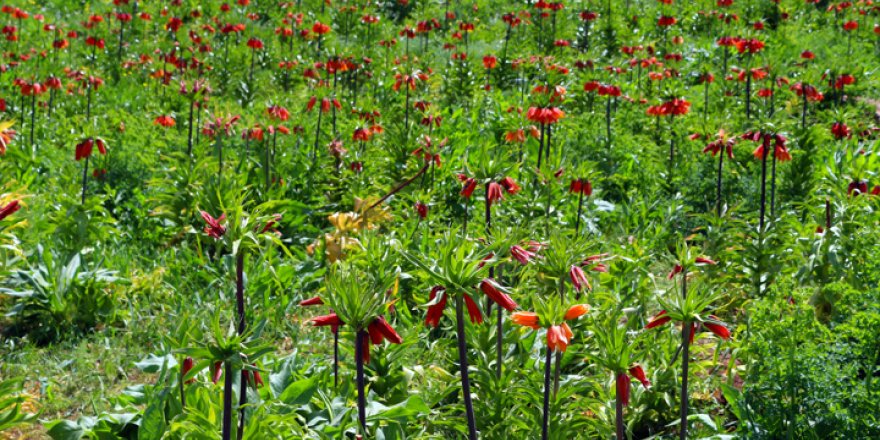 Yüksekova'da ters laleler çiçek açtı