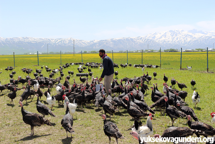 Yüksekova'da hindi ve tavuk çiftliği kuruldu 11