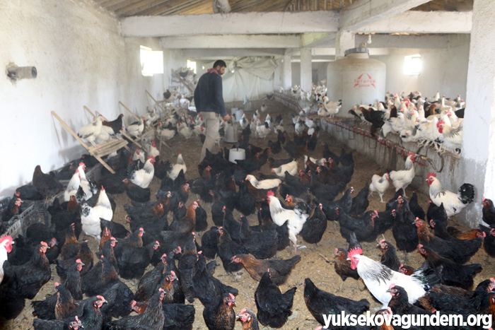 Yüksekova'da hindi ve tavuk çiftliği kuruldu 14