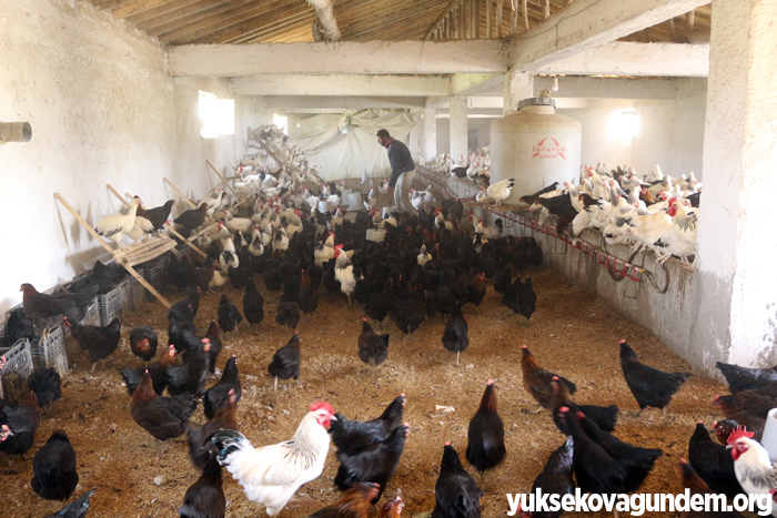 Yüksekova'da hindi ve tavuk çiftliği kuruldu 15