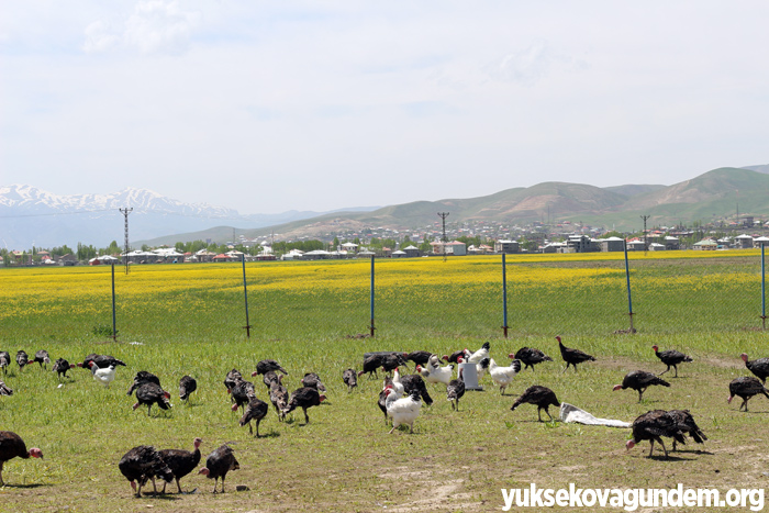 Yüksekova'da hindi ve tavuk çiftliği kuruldu 3