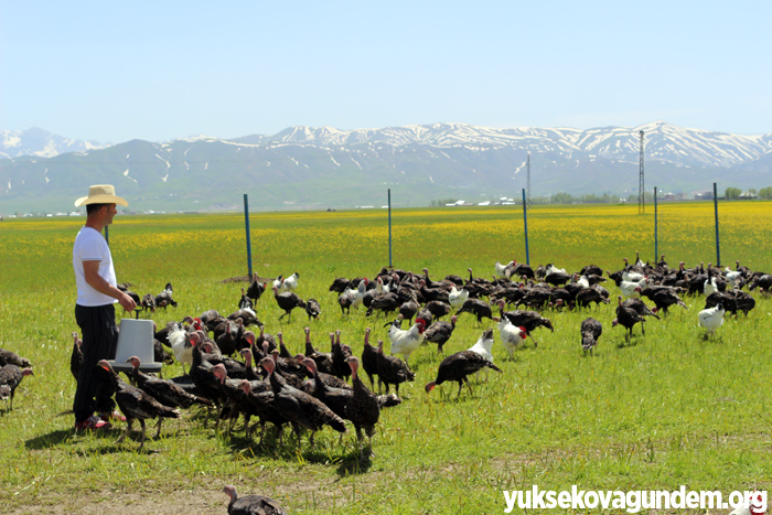 Yüksekova'da hindi ve tavuk çiftliği kuruldu 9