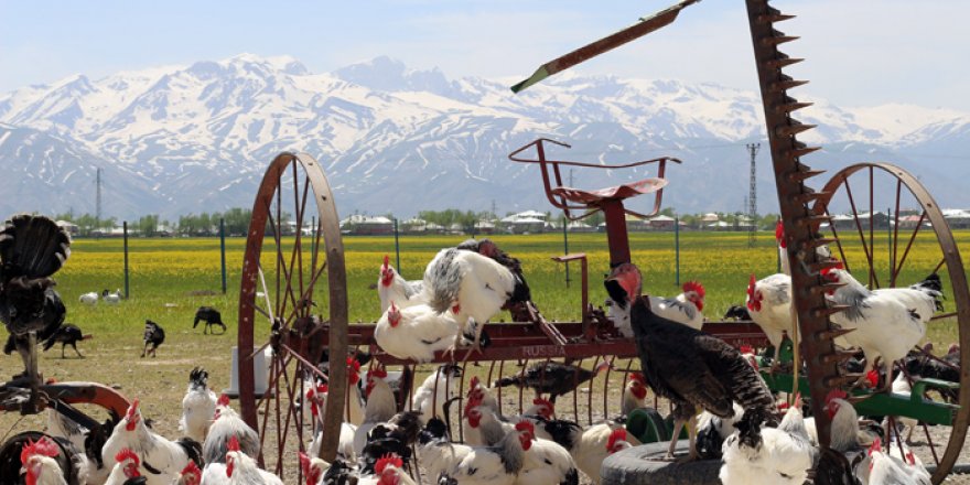 Yüksekova'da hindi ve tavuk çiftliği kuruldu
