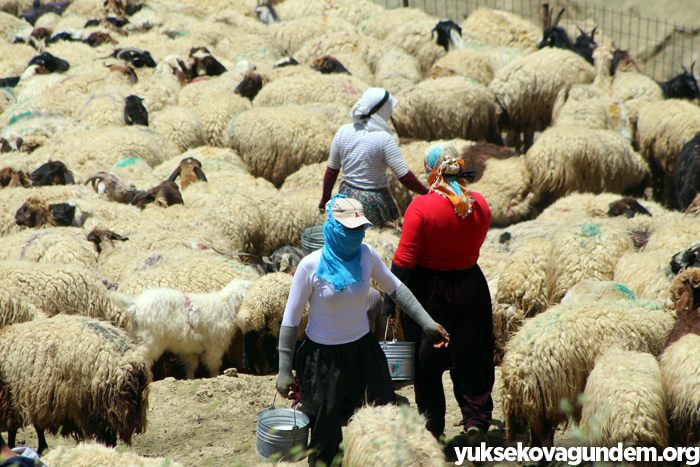 'Otlu Peynirin' zorlu yapım süreci... 13
