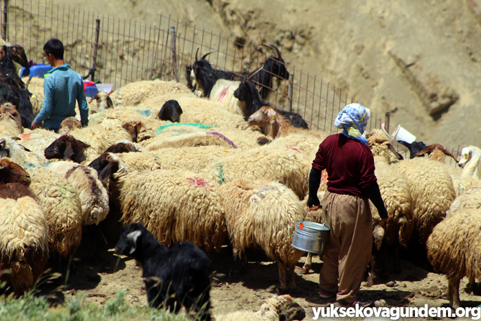 'Otlu Peynirin' zorlu yapım süreci... 14