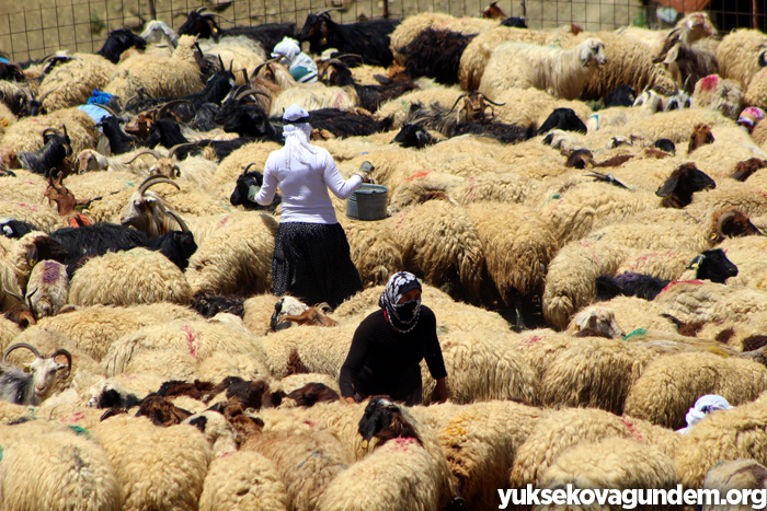 'Otlu Peynirin' zorlu yapım süreci... 15