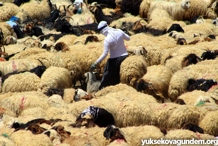 'Otlu Peynirin' zorlu yapım süreci... 16