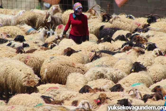 'Otlu Peynirin' zorlu yapım süreci... 17