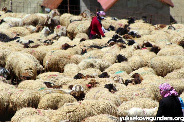 'Otlu Peynirin' zorlu yapım süreci... 18