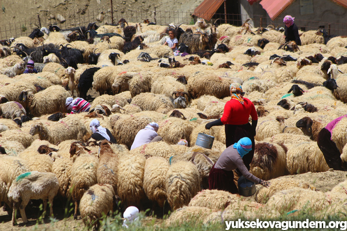 'Otlu Peynirin' zorlu yapım süreci... 20