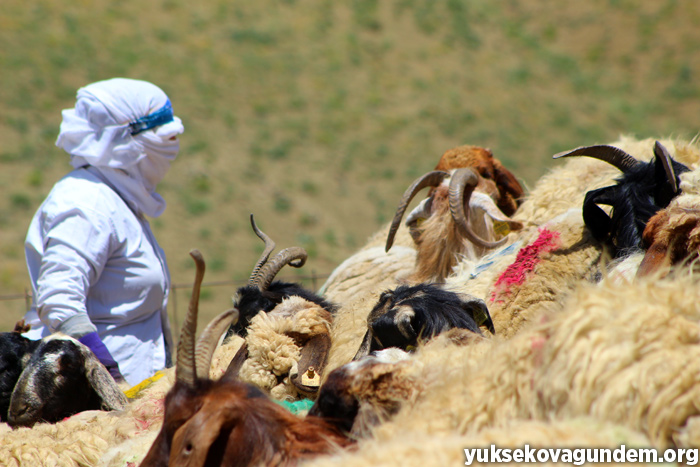 'Otlu Peynirin' zorlu yapım süreci... 25