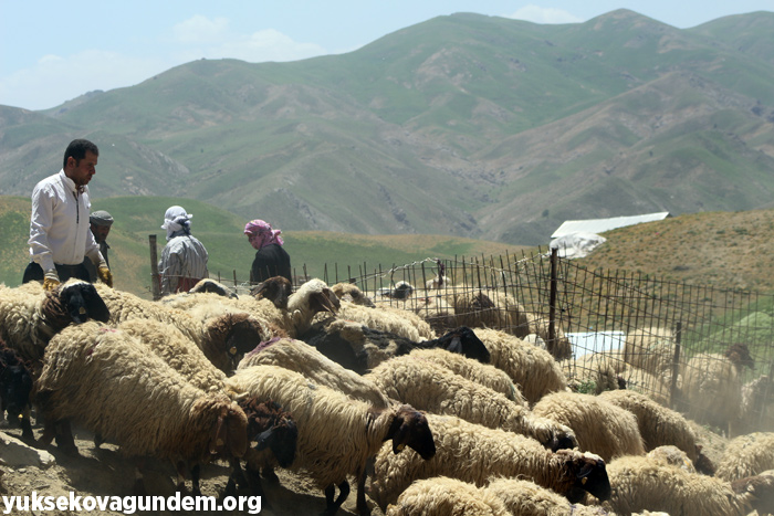 'Otlu Peynirin' zorlu yapım süreci... 32