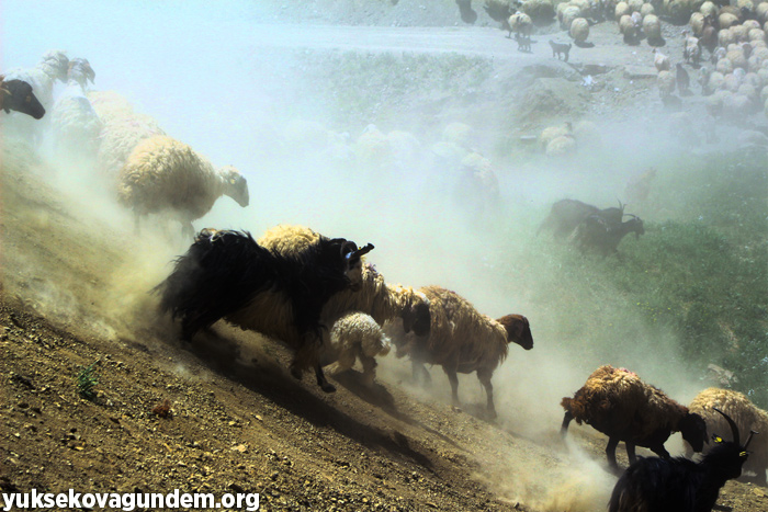 'Otlu Peynirin' zorlu yapım süreci... 33