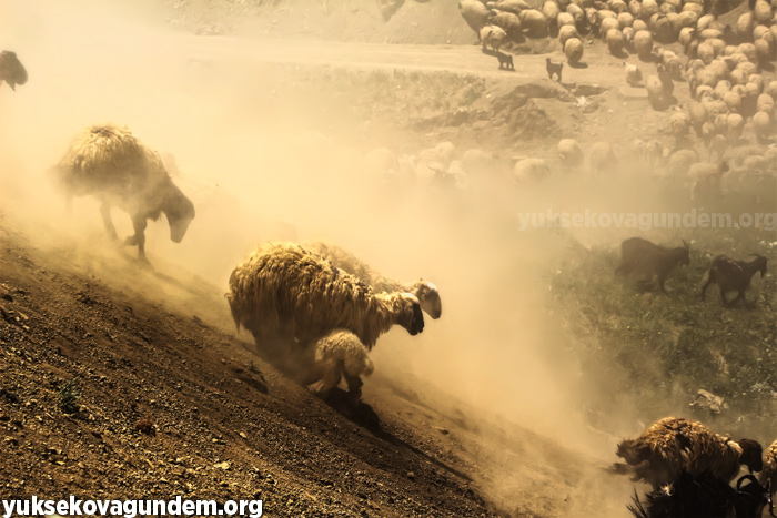 'Otlu Peynirin' zorlu yapım süreci... 34