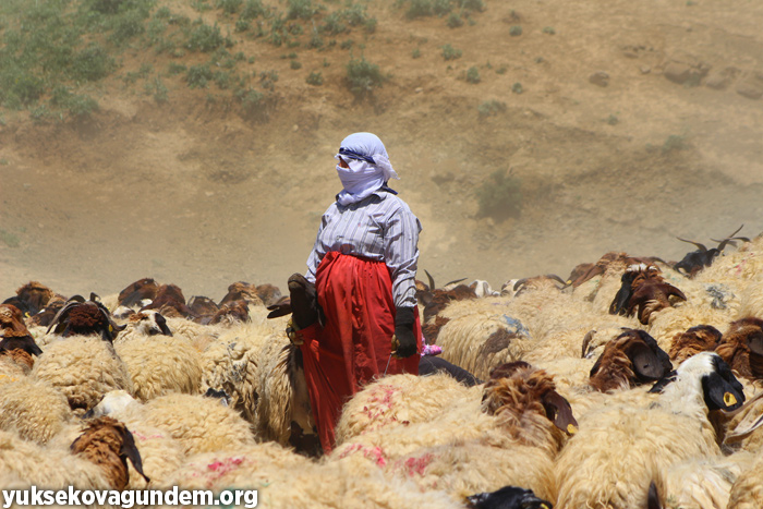'Otlu Peynirin' zorlu yapım süreci... 35