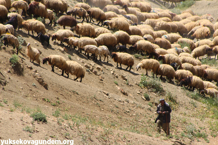 'Otlu Peynirin' zorlu yapım süreci... 36
