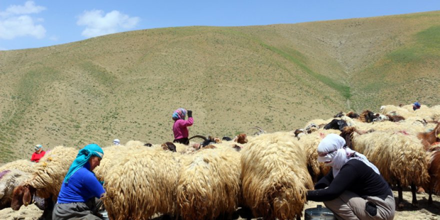 'Otlu Peynirin' zorlu yapım süreci...
