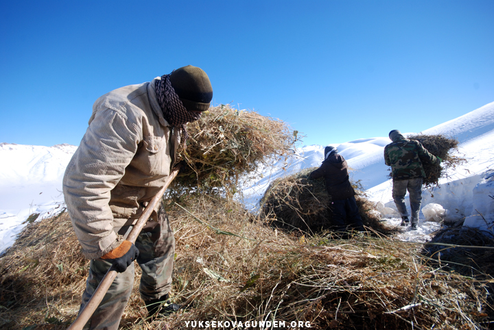 Yüksekovalı besicilerin zorlu kış mesaisi 20