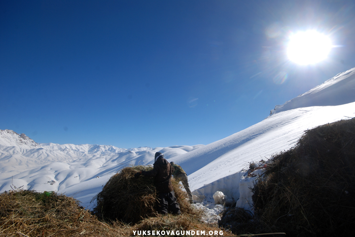 Yüksekovalı besicilerin zorlu kış mesaisi 21