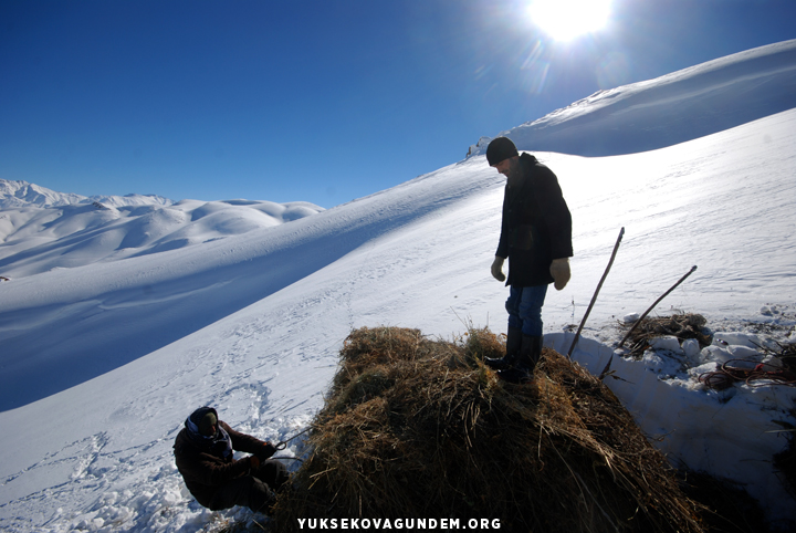 Yüksekovalı besicilerin zorlu kış mesaisi 25