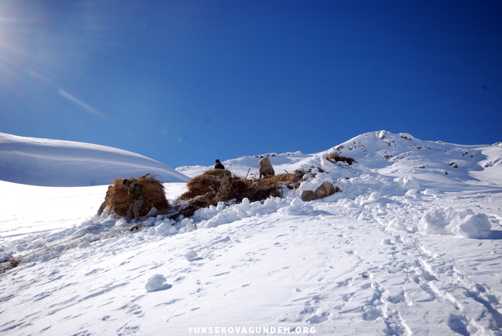 Yüksekovalı besicilerin zorlu kış mesaisi 27