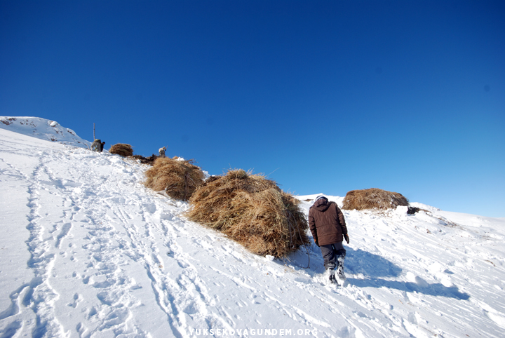 Yüksekovalı besicilerin zorlu kış mesaisi 29