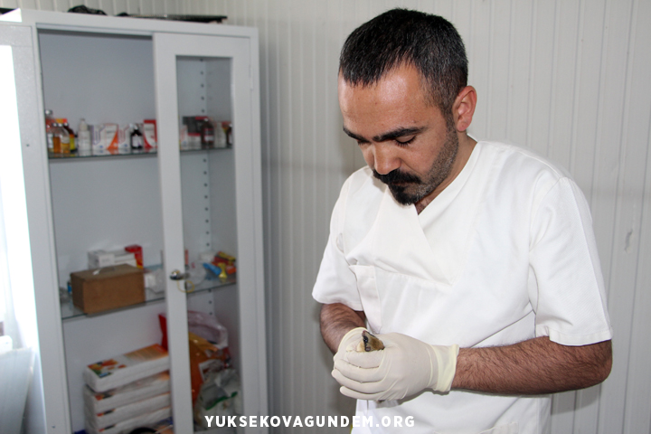 'Dünyada üçüncü kez Yüksekova'da görüldü' 12