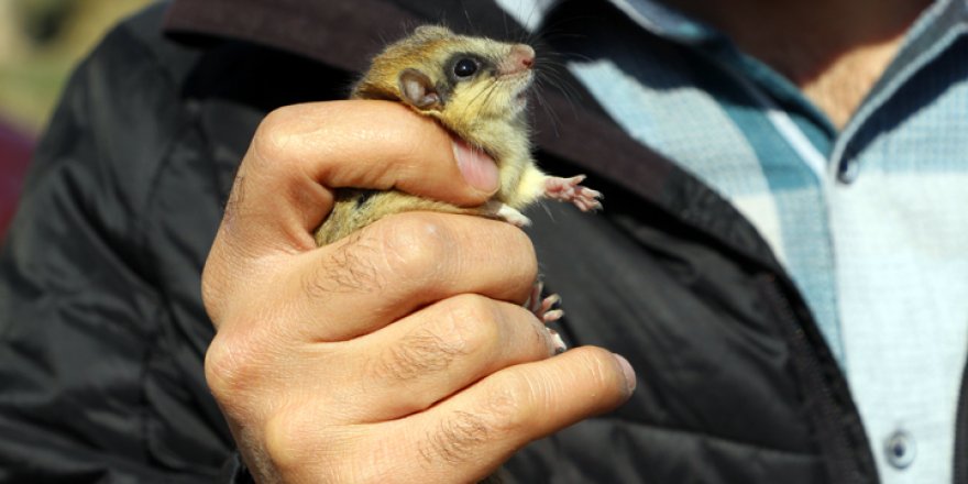 'Dünyada üçüncü kez Yüksekova'da görüldü'
