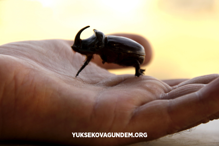 Yüksekovalı öğretmen Doğanın küçük canlılarını fotoğrafladı 3