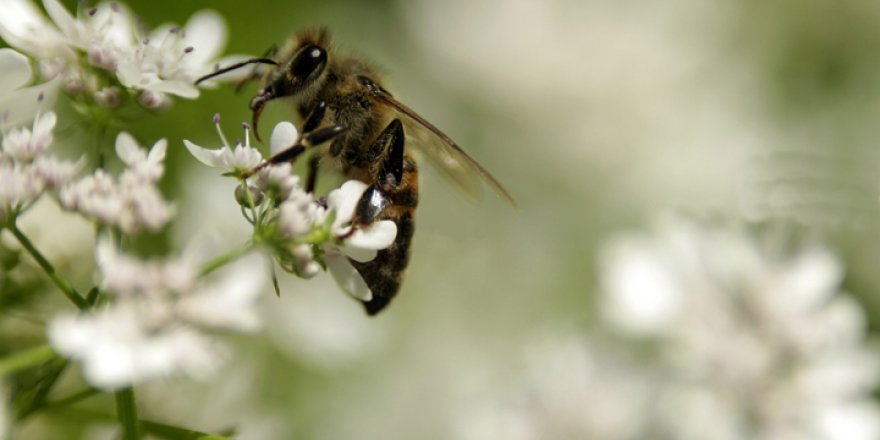 Yüksekovalı öğretmen Doğanın küçük canlılarını fotoğrafladı