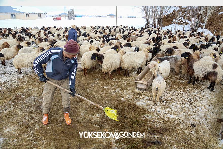 Yüksekova: besicilerin zorlu kış şartlarıyla mücadelesi 13