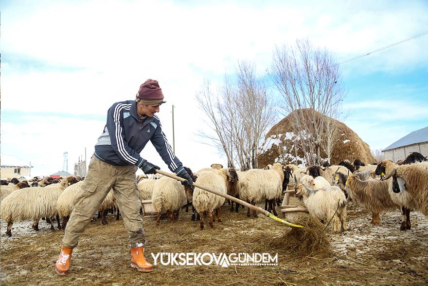 Yüksekova: besicilerin zorlu kış şartlarıyla mücadelesi 9
