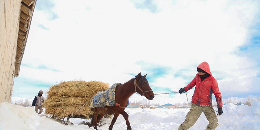 Yüksekova: besicilerin zorlu kış şartlarıyla mücadelesi