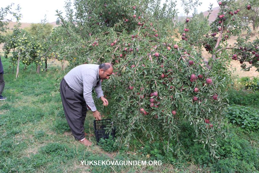 Yüksekova'da elma hasadı 2